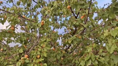 malatya eylul ayinda kayisi kuluncak