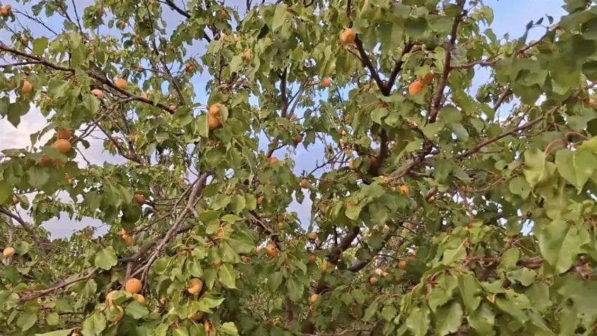 Eylül Sonunda Dalından Taze Kayısı! Malatya’da Geç Çiçeklenen Ağaçlar Dikkat Çekiyor