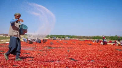 Akçadağ ilçesinde 350 dekarlık alanda organik kurutmalık domates üretimi gerçekleştiren