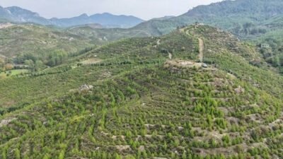 Malatya'daki O Alan Orman Sınırından Çıkarıldı Resmi Gazete'de Yayımlandı 1