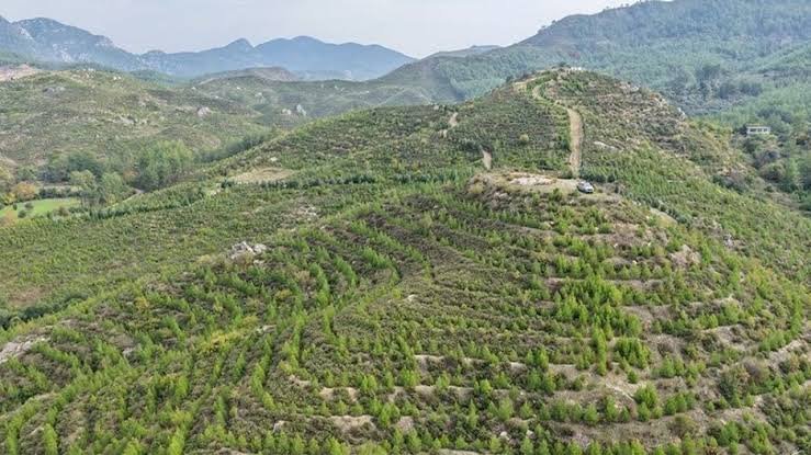 Malatya'daki O Alan Orman Sınırından Çıkarıldı Resmi Gazete'de Yayımlandı 1