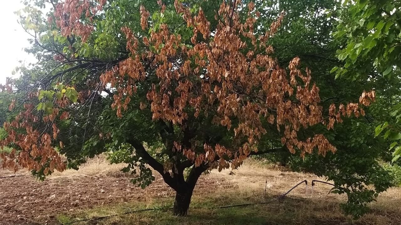 malatya kayisi agaclari kuruyor